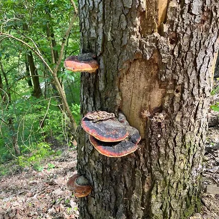 U Reky Apartament Sázava