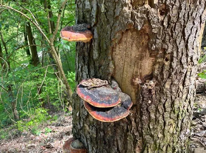 U Reky Apartment Sázava